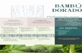 BAMBÚ DORADO - invasorasenramales.files.wordpress.com · BAMBÚ DORADO Asia del este (Sureste de China). De introducción intencionada para uso ornamental. También para aprovechamiento