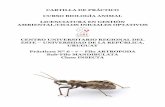 Presentación de PowerPoint - eva.udelar.edu.uy · metamorfosis: gradual o incompleta (Hemimetabolia) y completa (Holometabolia). ... mosquito (Diptera) b) vinchuca (Hemiptera) c)