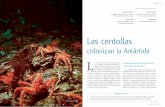 colonizan la Antártida L - aquaticcommons.orgaquaticcommons.org/16712/2/CienciaHoy2007_17_99_22.pdf · linfa) con una concentración menor a la del agua de mar. Una concentración