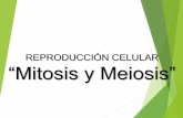 REPRODUCCIÓN CELULAR “Mitosis y Meiosis” · Mitosis: Profase •En el núcleo los cromosomas siguen condensándose. •Los centrosomas (con centriolos en su interior en células
