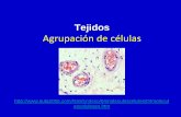 Tejidos Agrupación de células - uv.mx · Esqueleto de los peces elasmobranquios 2. Esqueleto de embriones de vertebrados 3. Superficies de articulaciones y anillos de soporte de