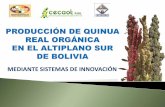 MEDIANTE SISTEMAS DE INNOVACIÓN - ibce.org.bo · La zona geográfica de la producción de Quinua Real está ubicada en el Altiplano sur de Bolivia (el intersalar) con una mayor diversidad