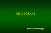 RIBOSOMAS - japt.esjapt.es/bio2bach/CITOLOGIA/ribosomas.pdf · CADENAS DE RIBOSOMAS SINTETIZANDO PROTEÍNAS Y UNIDOS POR UN ARN-m: POLISOMAS RIBOSOMAS Presentación organizada por