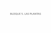 BLOQUE 5. LAS PLANTAS - iesalfonsox.es · •El transporte se explica mediante la hipótesis de flujo de presión (Munch). •La savia elaborada entra en el floema por transporte