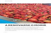 A RENOVARSE O MORIR - premiojornalismo.com.br · A RENOVARSE O MORIR . olos opuestos son los que ha vivido la industria de la manzana durante los últi-mos años. Si alrededor del