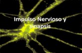 Impulso Nervioso y sinapsis - sgcciencias.files.wordpress.com · Impulso Nervioso Esta propiedad depende de las concentraciones de iones que hay dentro y fuera de la membrana plasmática