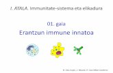 I. ATALA. Immunitate-sistema eta elikadura - ocw.ehu.eus · hezur-muina. konduktu Linfa-sistema edo Sistema linfatikoa muina kapsula kortexa T linfozitoz aberaztutakoaldea torazikoa