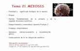 01Tema 21. Meiosis 2016 - Academia Madrid Ingeniería ... 21. Meiosis 2016.pdf · Cooper 5ª/7ªEd. Capítulo 16, (pp681-684; pp668-675) ... opuestos de la célula •Se obtienen