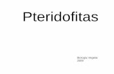 Pteridofitasecaths1.s3.amazonaws.com/catbioveg/1396054384.12 Pteridofitas 2012.pdf · Eucariontes Biología Vegetal 2007 . Clorofitas Briofitas Pteridofitas Gimnospermas Angiospermas