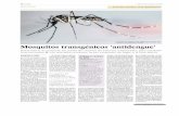 humanos Mosquitos transgénicos 'antidengue' - GeoRecortes · rreo electrónico las pegas pues tas por EL PAÍS a este proceso, que implica nada más y nada me nos que liberar animales