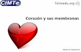 Corazón y sus membranas - telmeds.org · •Pulmonar izquierda . surcos •Surco coronario •Surco interventricular anterior •Surco interventricular posterior •Surco terminal