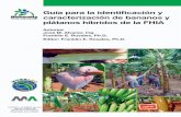 guia fhia esp - banana-networks.orgbanana-networks.org/musalac/files/2013/01/guia_fhia_spa.pdf · Guía para la identiﬁcación y caracterización de bananos y plátanos híbridos