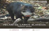 PECARÍ DE LABIOS BLANCOS - gob.mx · y entre 25 y 40 kilogramos, respectivamente (Sowls 1997). El color de su pelaje es negro El color de su pelaje es negro grisáceo con tonos blancos