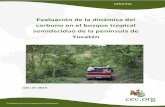Evaluación de la dinámica del carbono en el bosque ... · O en el suelo también registraron una considerable variación espacial, en función de las características de la vegetación