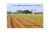 La agricultura en Cuba 2 - minag.gob.cu · Los taínos, al igual que las comunidades que les precedieron colectaban diversos frutos silvestres. Son Son originarios del continente