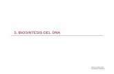 5. Replicacion del DNA - diarium.usal.esdiarium.usal.es/vgnunez/files/2012/11/5.-Biosintesis-del-DNA.pdf · Concedido por determinar la estructura del DNA 1961-65. Descifrado del
