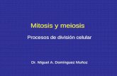 Procesos de división celular fileFases de la mitosis Interfase Cuando realiza sus funciones normales, la célula no se está dividiendo; está en interfase. Los cromosomas (cromatina)