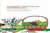 COSECHA Y POSCOSECHA DE HORTALIZAS - alternativascc.orgalternativascc.org/wp-content/uploads/2018/05/cosecha-y-postcosecha... · COSECHA Y POSCOSECHA DE HORTALIZAS Guía para aprovechar