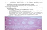 TPH11 - TRABAJO PRÁCTICO Nº11: APARATO REPRODUCTOR … 2019.pdf · leucocitos) , bacilos y mucus. Reconocer en el preparados si el extendido corresponde a una mujer durante el climaterio