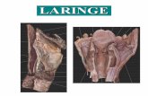 OBJETIVOS - logoanablog.files.wordpress.com · OBJETIVOS: - Describir la constitución anatómica, musculatura, estructura interna y relaciones de la laringe. - Conocer las estructuras