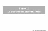 Parte III La respuesta inmunitaria - mural.uv.esmural.uv.es/airo/docs/03.inm.pdf · La respuesta inmune mediada por células está constituida por dos grupos de células en función
