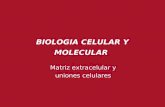 BIOLOGIA CELULAR Y MOLECULAR - orga.blog.unq.edu.ar · BIOLOGIA CELULAR Y MOLECULAR . Figura 19-1 Biología molecular de la célula, quinta edici ón (© Garland Science 2008 y Ediciones
