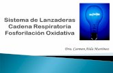 Dra. Carmen Aída Martínez - Guía de Bioquímica€¦ · nucleótidos de Flavina como coenzimas ... Impermeable a la mayoría de las moléculas (H+) Contiene: Transportadores de
