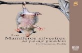 Los Mamíferos silvestres - iies.unam.mx · tación que conecten los pedazos de selva para que los animales no queden aisaldos y puedan desplazarse. Creando programas de restauración