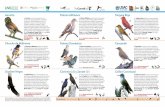Paloma Aliblanca Tangara Roja - celebrateurbanbirds.org fileEl Cenzontle es un ave común en ciudades y pueblos. Se le ve con frecuencia saltando en el pasto de jardines, en áreas