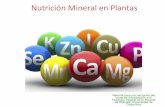 Nutrición Mineral en Plantas - biologia.ucr.ac.crbiologia.ucr.ac.cr/profesores/Garcia Elmer/nutricion mineral 2019.pdf · –Típico de nutrientes con flujo masivo. Entran a la planta