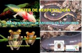 MANTENIMIENTO DE ANFIBIOS EN CAUTIVIDAD - ucm.es 1.pdf · MANTENIMIENTO DE ANFIBIOS Generalidades -Clase Amphibia (más de 4.000 especies) -Amphi (ambas), bios (vida): etapa acuática