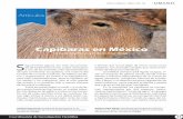 Capibaras en México - sabermas.umich.mx · los capibaras existieron en México y sur de Estados Unidos, desde hace al menos 3.6 millones de años y hasta hace unos 10,000 años,