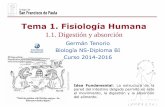 Tema 1. Fisiología Humana - dpbiologia.weebly.comdpbiologia.weebly.com/uploads/2/1/5/5/21553524/gtp_t2.fisiologia_humana... · Estómago Agitación y mezcla del alimento con ácido,