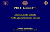 PTD-I - Lección 3 y 4personal.us.es/segurajj/documentos/PTD-I/Lecciones PTDI/PTD-I - Leccion... · Los dientes temporales se indican con letras de la A hasta la T. 4.-SISTEMA HADERUP