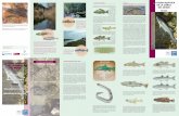 LA FAUNA AQUÀTICA DE LA CONCA DEL BESÒSbesos-tordera.cat/wp-content/uploads/2013/02/peixos.pdf · 2016-09-20 · Els peixos són vertebrats aquàtics que respiren per brànquies.