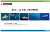 La CITES y los Tiburones - Defenders of Wildlife · •Convención sobre el Comercio Internacional de Especies Amenazadas de Fauna y Flora Silvestres. • Es un acuerdo entre Estados