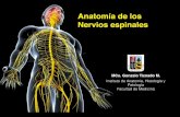 Anatomía de los Nervios espinalesanatomiahumana3d.com/wp-content/uploads/2018/10/Nervios... · 2018-10-01 · Dermatomas C5 C6 T1 C6 C7 C8 C4 C3 C2 Se denomina dermatoma al territorio