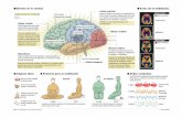 Efectos en el cerebro Fotos de la meditación · Lóbulo parietal Lóbulo occipital Lóbulo temporal La región encargada de procesar las emociones. Formada por el hipocampo, la amígdala
