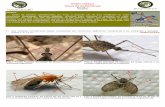Orden Diptera Clave de Subórdenes · 2013-10-20 · Orden Diptera Clave de Subórdenes Ref: Dip. 1 (5/2/2012) (1b)Antenas cortas, compuestas por pocos segmentos, habitualmente tres,