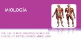 MIOLOGÍA · 2015-08-21 · CUESTIONARIO 1. ¿Qué es la miología? 2. ¿Cuál es la clasificación de los músculos según su forma? 3. Menciona dónde se ubican los músculos según