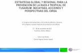 ESTRATEGIA GLOBAL Y REGIONAL PARA LA PREVENCIÓN DE …banana-networks.org/musalac/files/2017/06/14.-Estrategia-global-R4T-Carlos-Urias.pdfVirus Mosaico de la Cassava. 1. Foc R4T (Fusarium