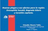 Nuevas plagas y sus efectos para la región. Drosophila Susukii, Bagradahilaris y ...fedefruta.cl/wp-content/uploads/2018/07/Moore_LosAndes... · 2018-07-27 · y forestal. región