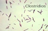 Clostridios - UNLPamexactas.unlpam.edu.ar/sandbox/groups/bbunlpam/wiki/... · 10ml solucion de D-cicloserina al 4% (da selectividad inh. Otros grupos) (ambas esterilizadas por filtración)
