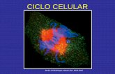 CICLO CELULAR · El daño del epitelio estimula la proliferación (b, ... Skin epithelium En la epidermis e intestino las células madre originan células de tránsito que se desplazan