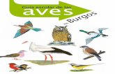 Guía escolar de las aves - Burgos · 8 9 Guía escolar de las aves en Burgos Guía escolar de las aves en Burgos Porrón moñudo Aythya fuligula Tufted Duck Cría y pasa el invierno