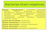 Bacterias Gram negativas · • Diseñado para el crecimiento de Gram negativas, resaltando las que fermentan la lactosa. • Contiene sales biliares y cristal violeta (que inhiben