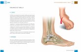 ESGUINCE DE TOBILLO - La Boutique de la Salud...del pie, originada generalmente a partir un microtraumatismo repetitivo, en el cual se inflama el tejido conectivo grueso situado en