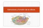 Estructura y función de la célula. · Estructura y función de la célula. ... Célula eucarionte. Célula vegetal Célula animal. Vegetal Vegetal y animal Animal Pared celular
