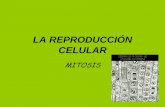 LA REPRODUCCIÓN CELULAR...Un esquema muy clarificador de las diferencias y semejanzas entre la mitosis y la meiosis El primer dibujo –célula diploide progenitora- en el que aparecen