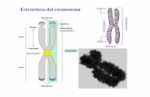 Estructura del cromosoma - WordPress.com · los cromosomas 13, 18, 21, X e Y. El núcleo izquierdoo se ha hibridado con sondas para los cromosomas 13 (verde) y 21 (rojo). El núcleo